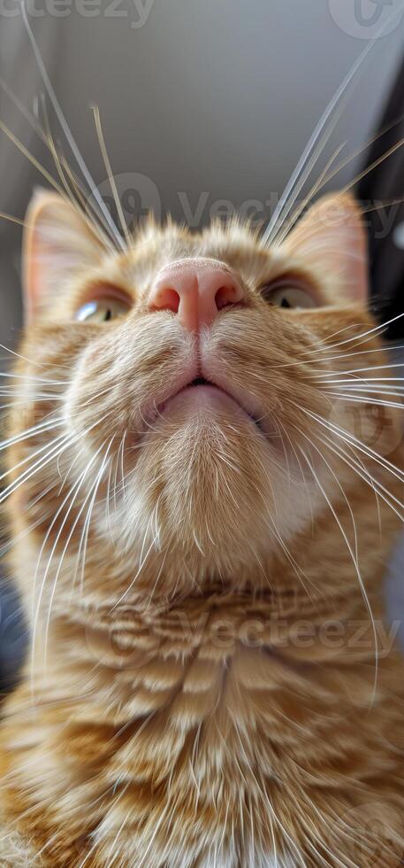 Ginger cat with whiskers in a curious upward gaze photo