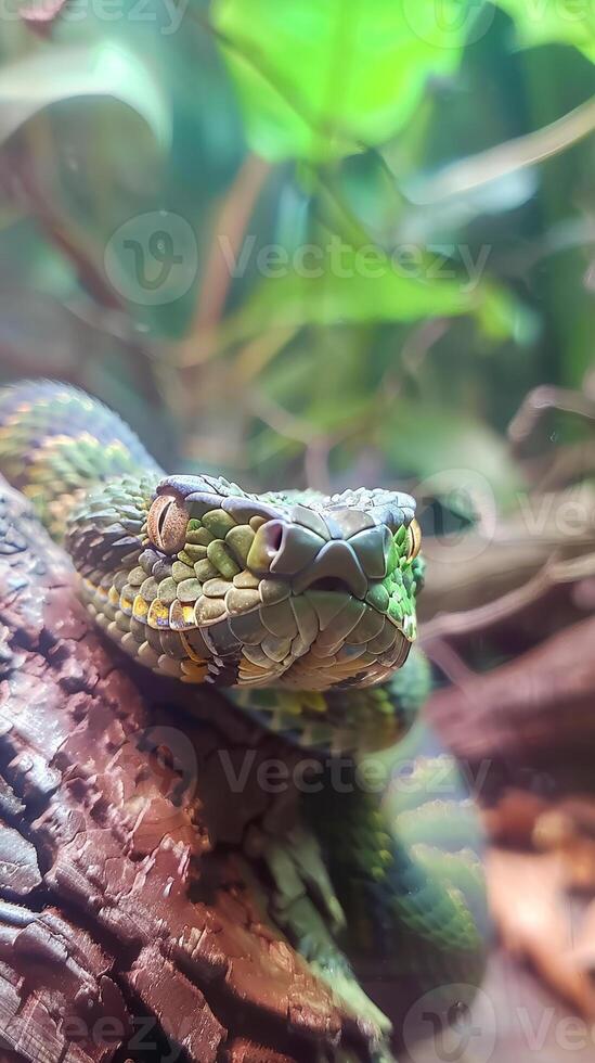 Close-up of a colorful viper on a branch photo