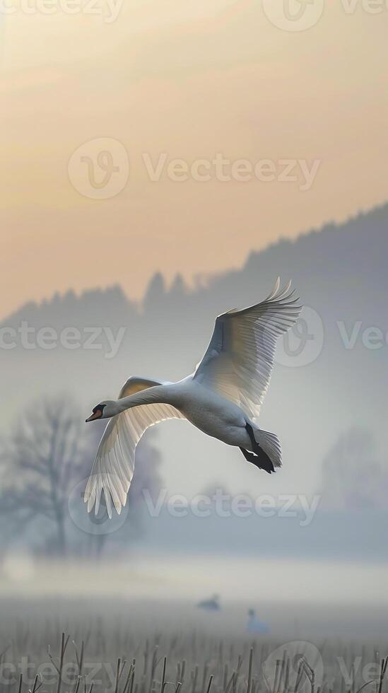 Swan gliding through foggy landscape at dawn photo