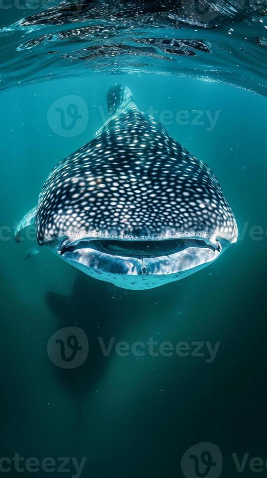 Whale shark swimming underwater with reflection on surface photo