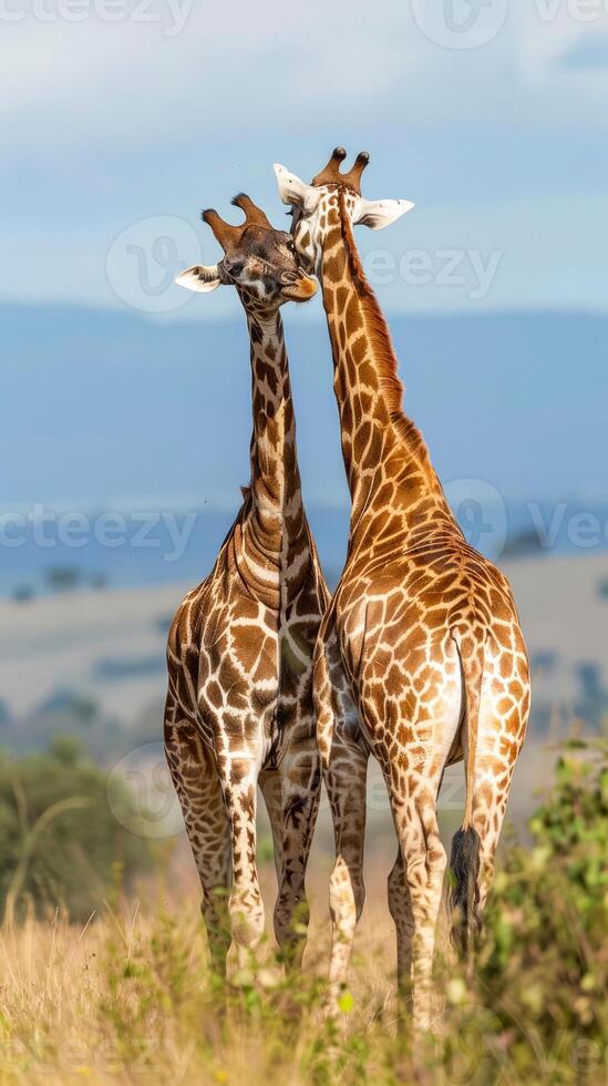 Two giraffes nuzzling in the African savanna on a sunny day photo