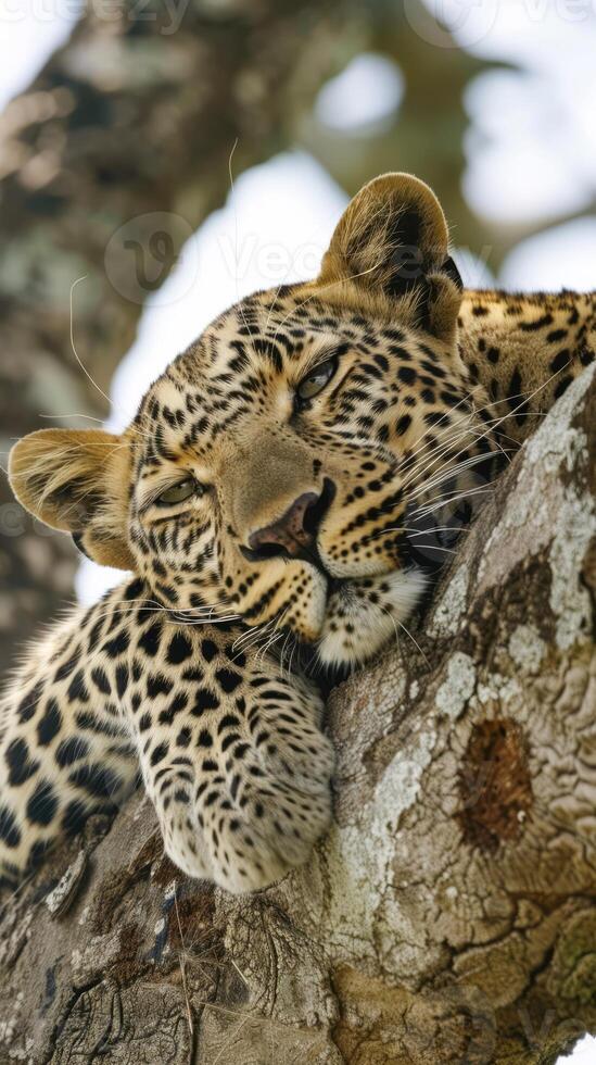 Sleeping leopard on tree branch in African wilderness photo