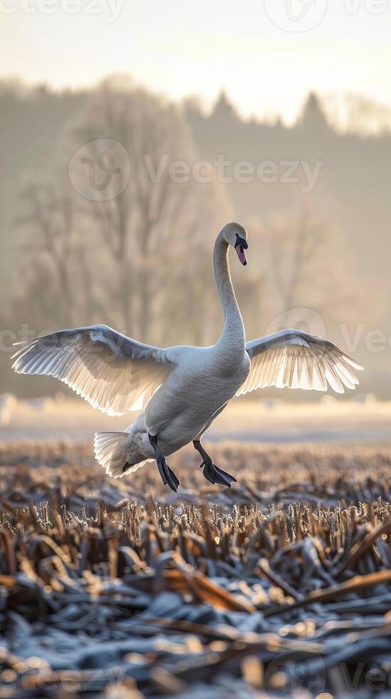 Majestic swan landing on frosty field at misty dawn photo
