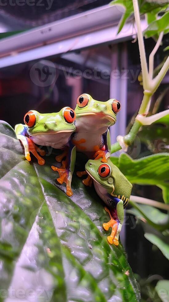 Trio of red-eyed tree frogs in a tropical habitat photo