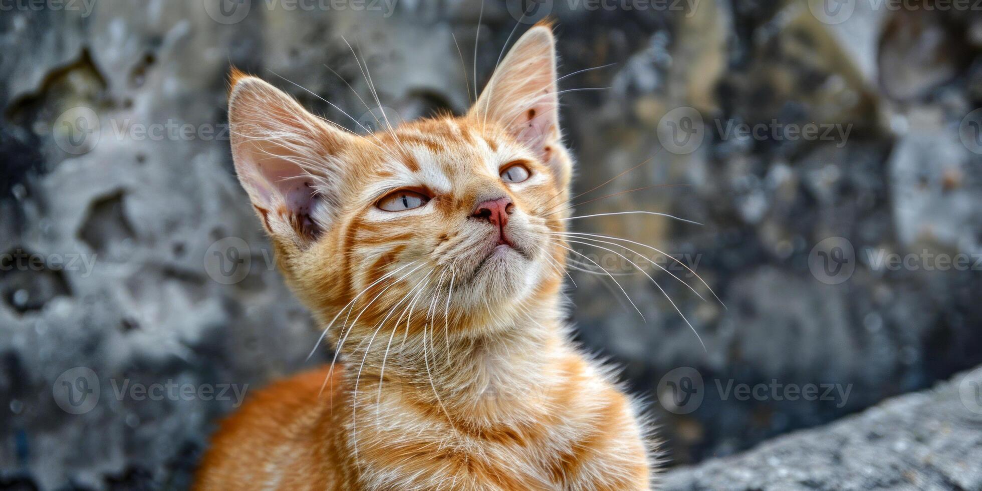 Orange Kitten Outdoors Looking Upwards photo
