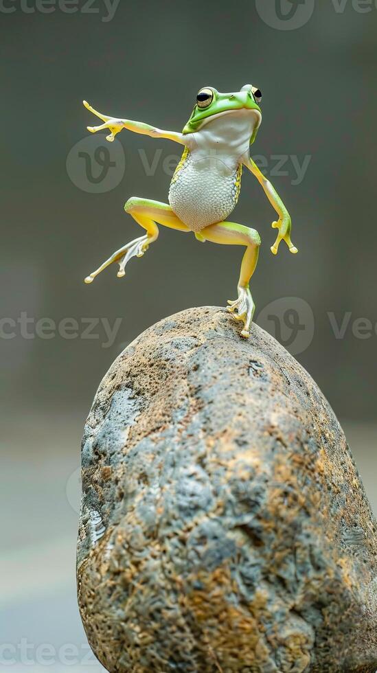 Green tree frog balancing on rock in natural habitat photo