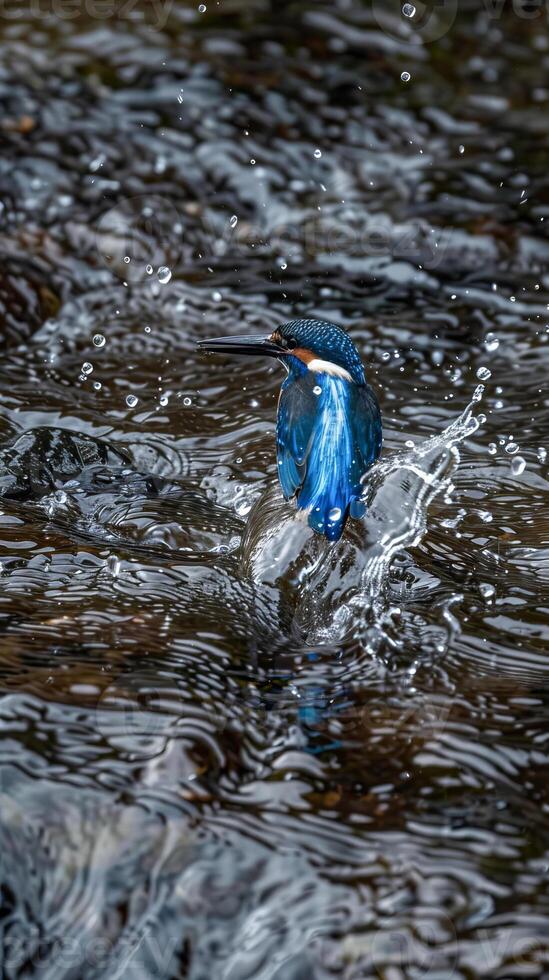 Kingfisher capturing prey in mid-flight photo