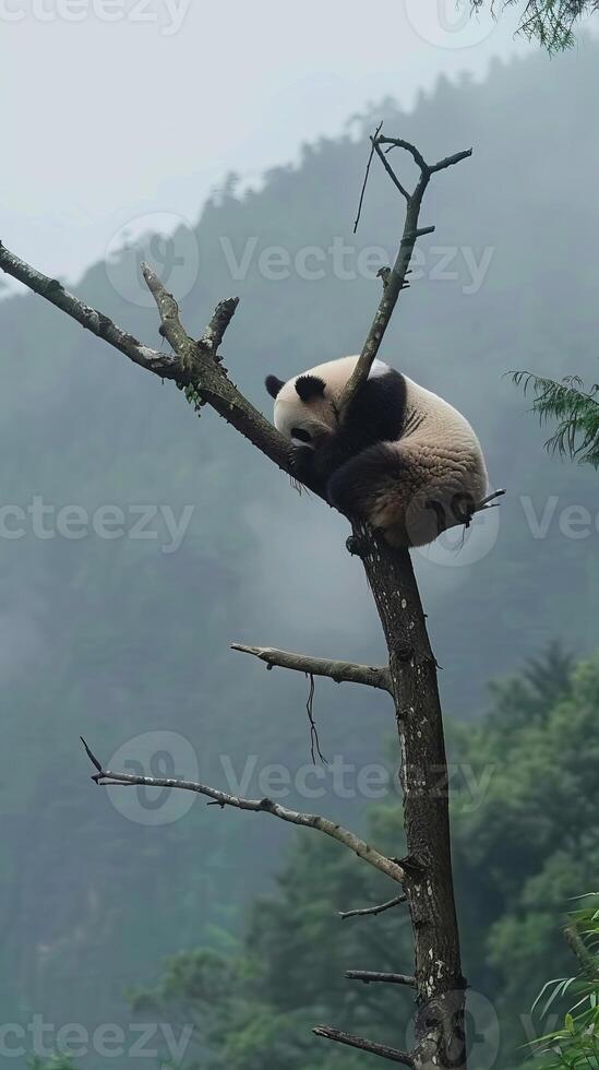 Panda bear sleeping on tree branch in misty forest photo
