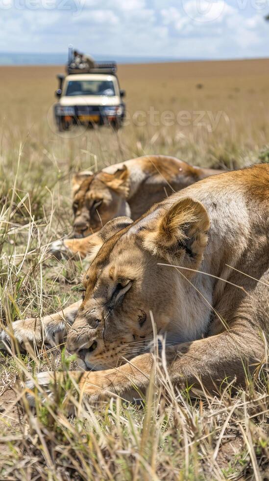 Lioness eating close to safari vehicle in Maasai Mara photo