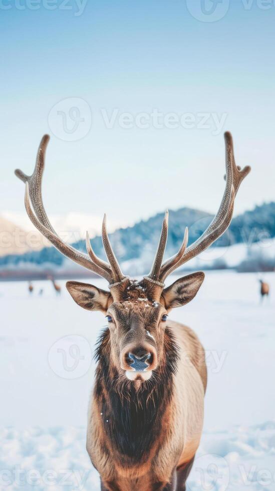 Elk standing in snowy landscape with clear sky photo