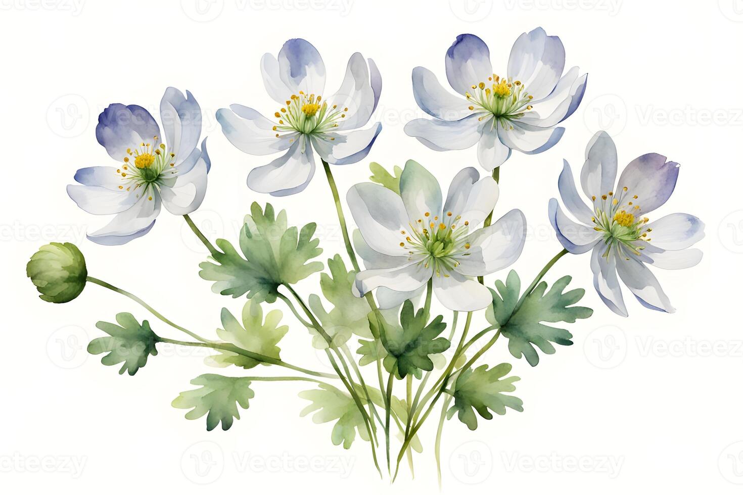 Watercolor false rue anemone flower white background photo