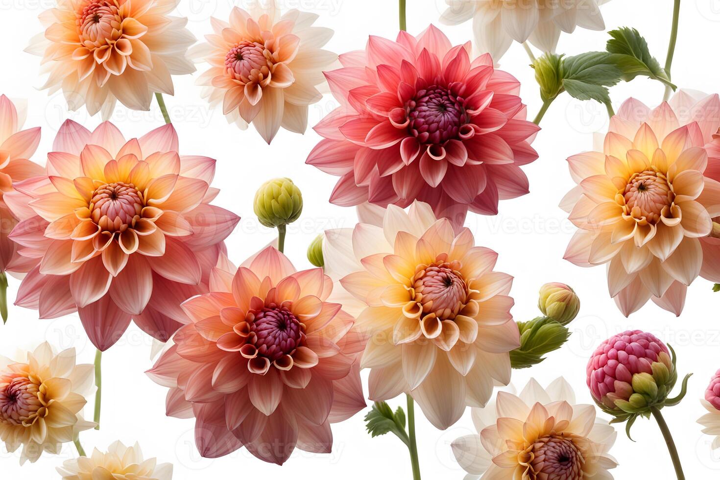 Dahlias flowers white background photo