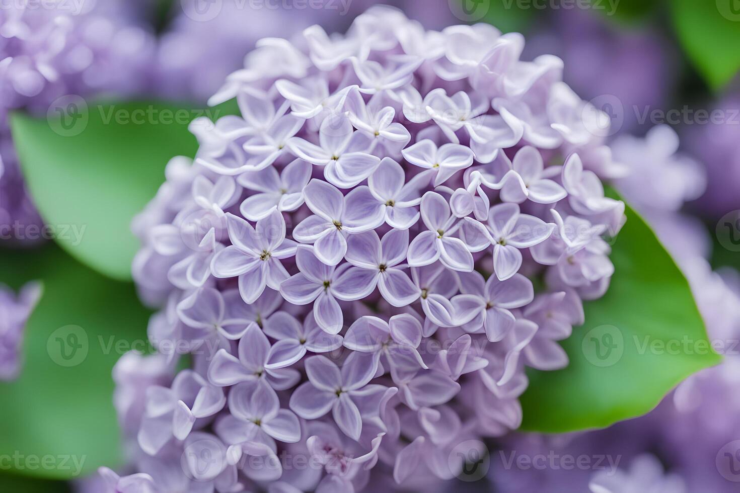 Common lilac flower bokeh background photo