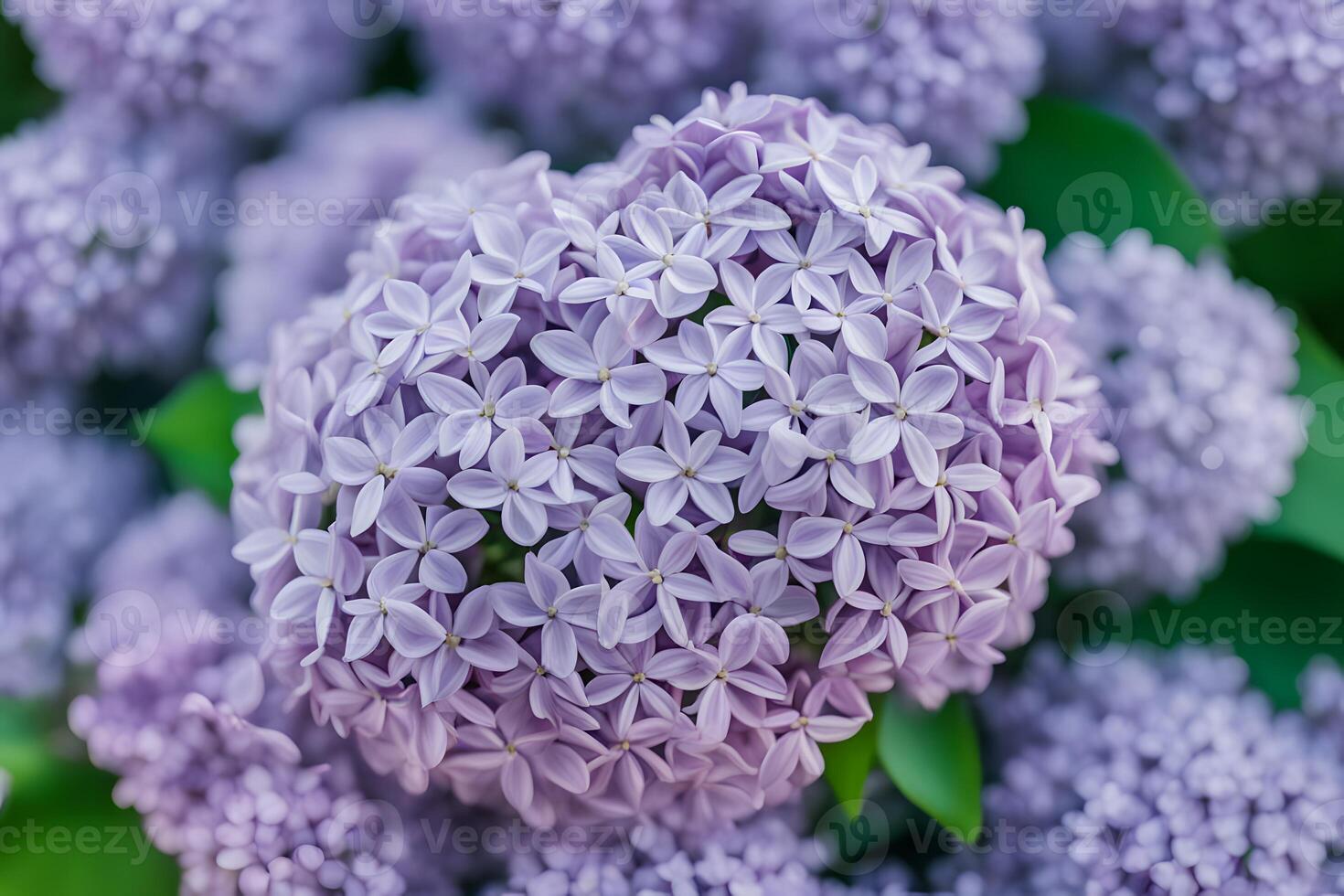 Common lilac flower bokeh background photo
