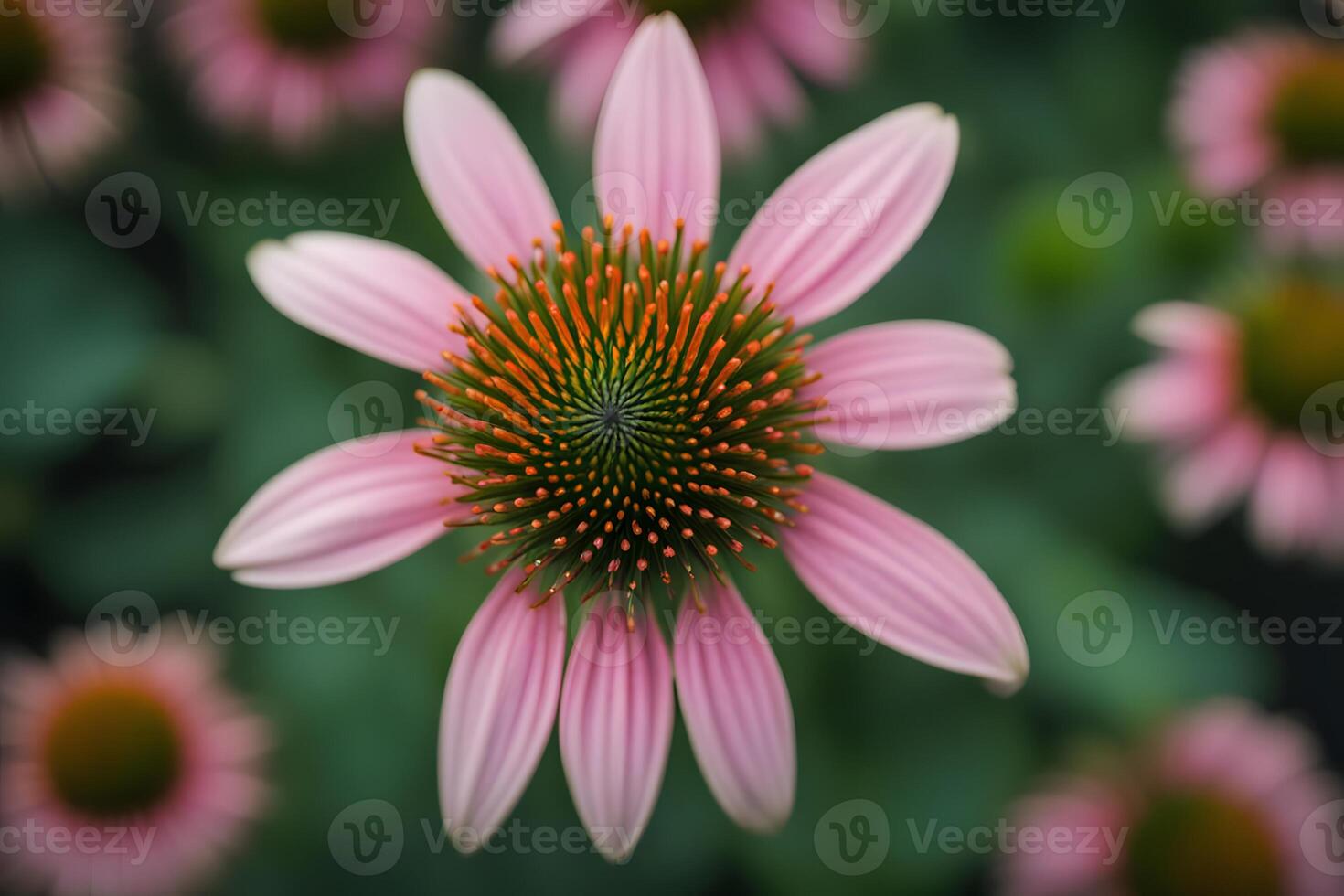 Coneflower bokeh background photo