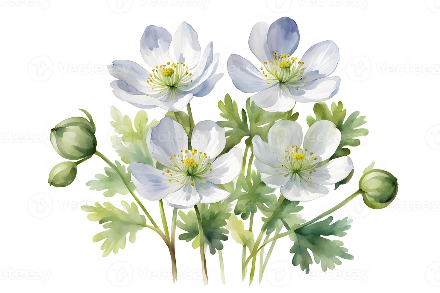 Watercolor false rue anemone flower white background photo
