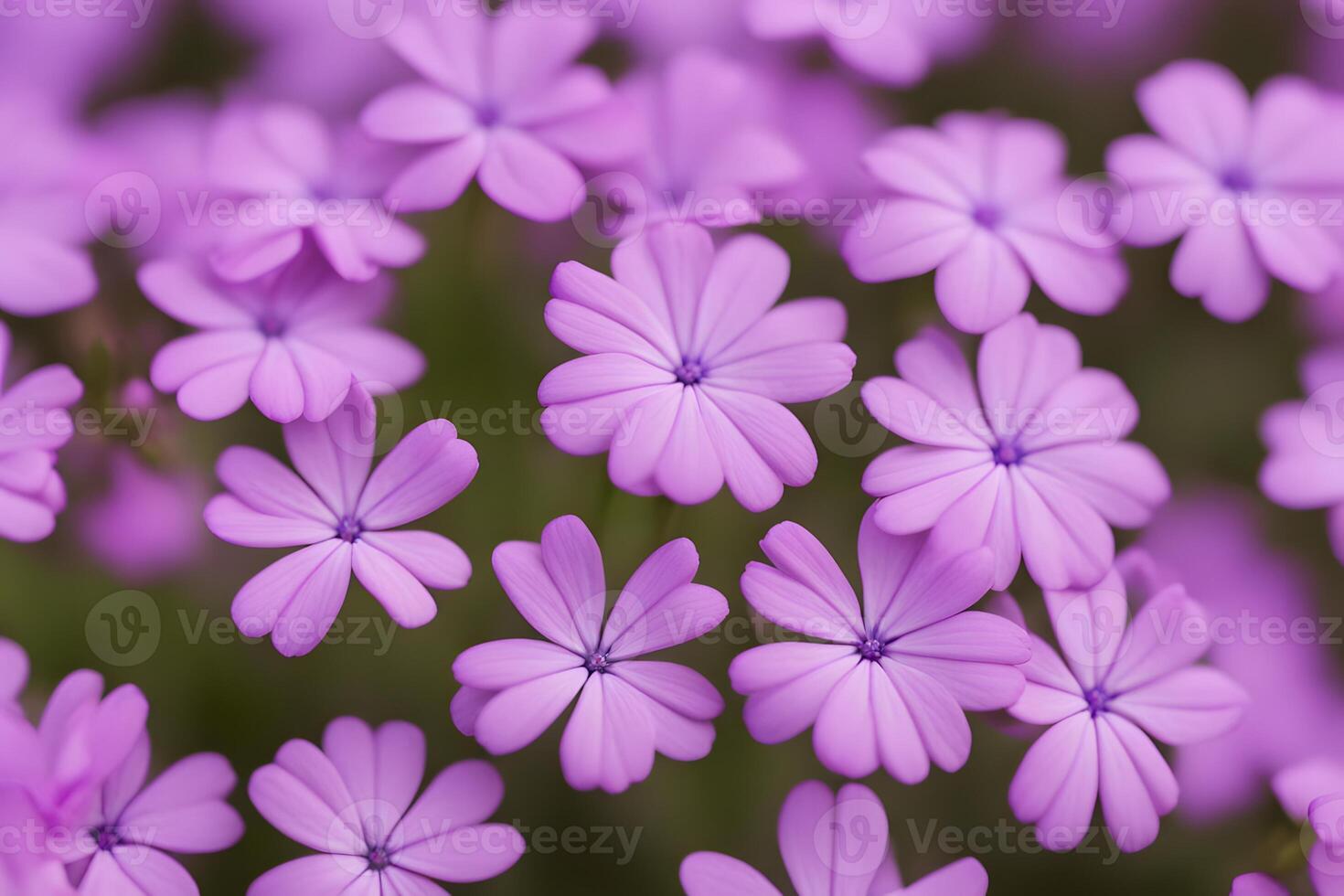 Creeping phlox flower bokeh background photo