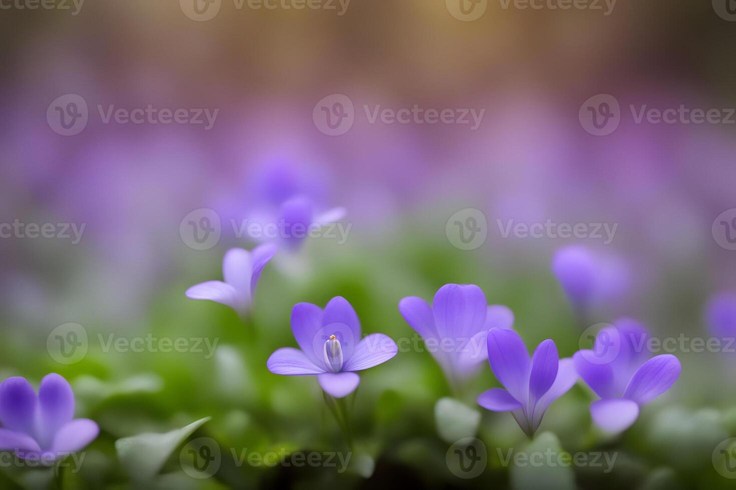 Creeping mazus flower bokeh background photo