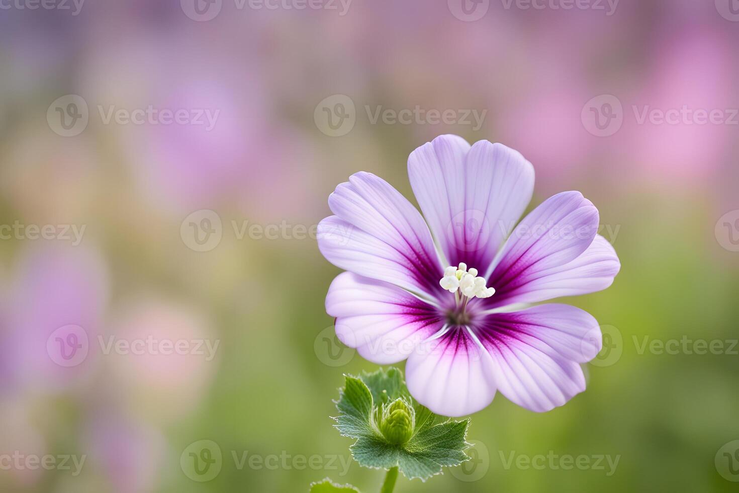 Common mallow flower bokeh background photo