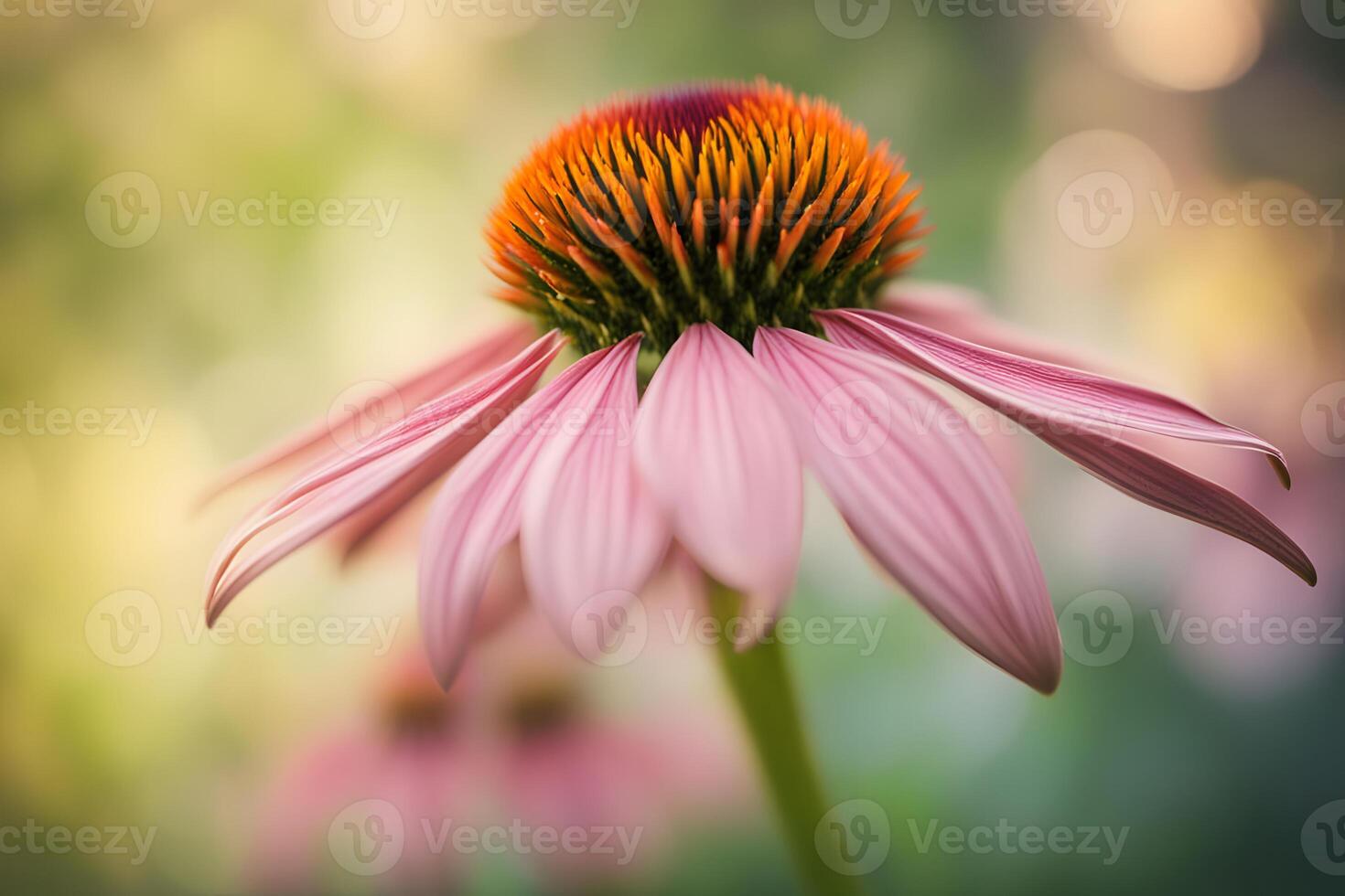 Coneflower bokeh background photo