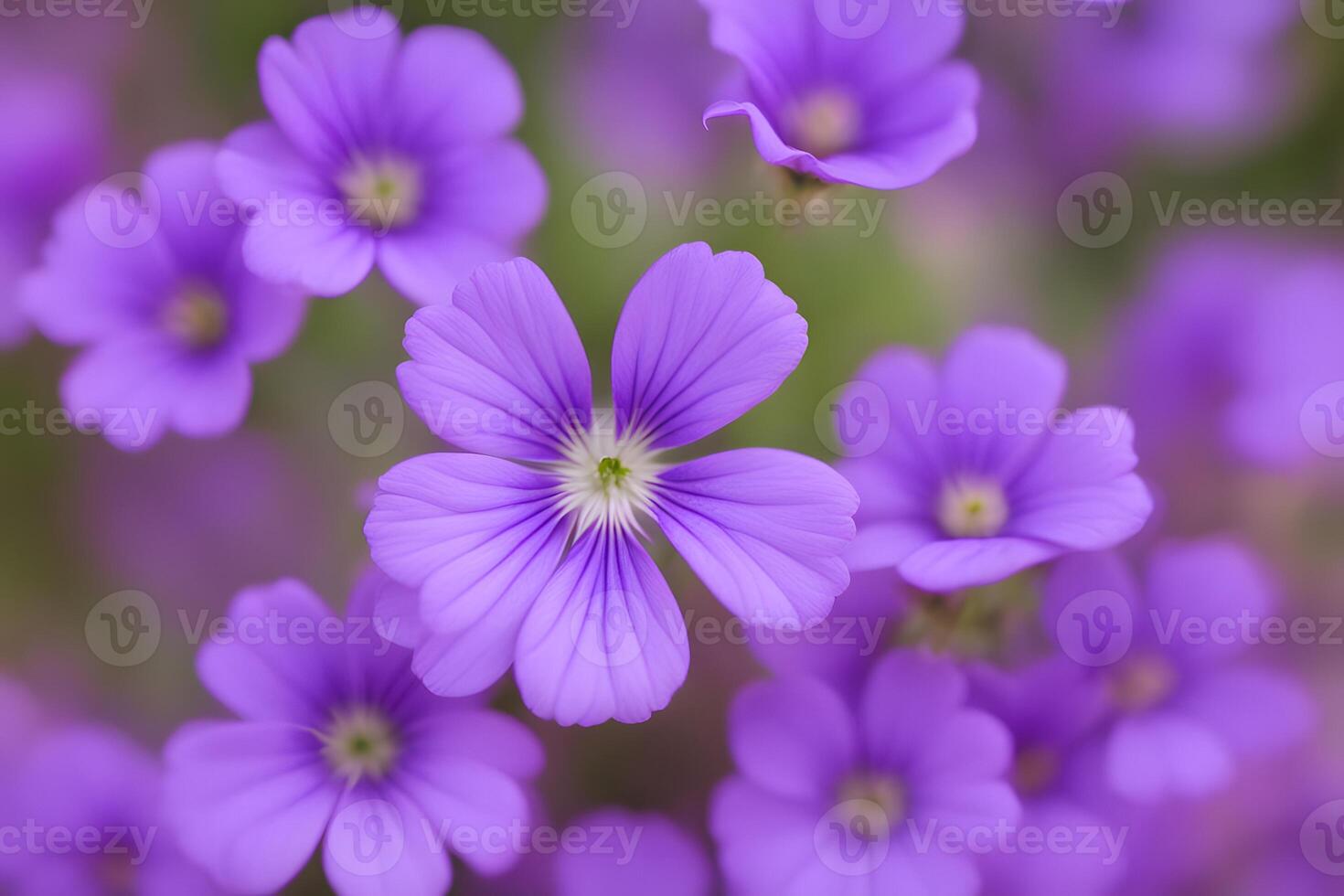 Cranesbill flower bokeh background photo