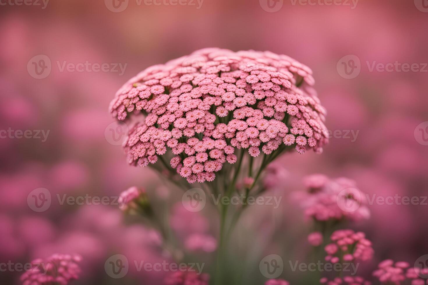 Achillea desert eve deep flower bokeh background photo
