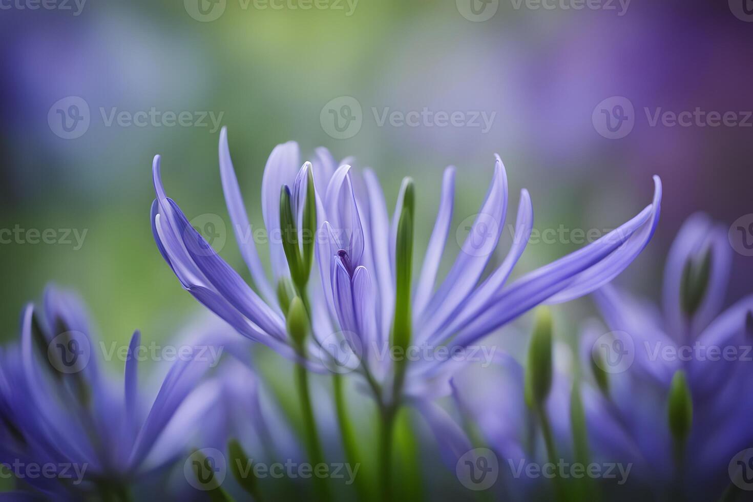 African lily flower bokeh background photo