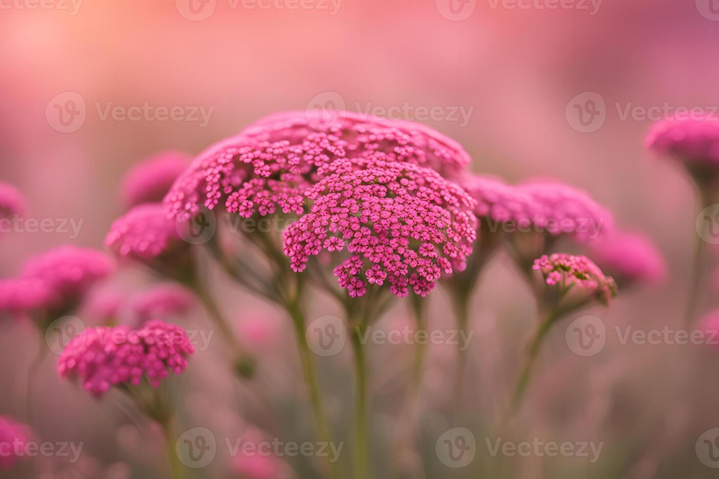 Achillea desert eve deep flower bokeh background photo