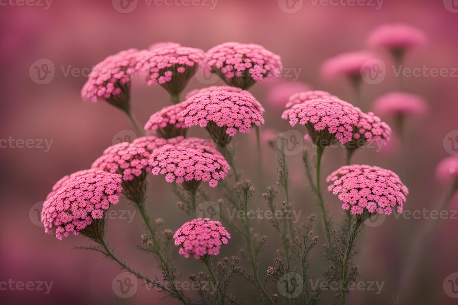 Achillea desert eve deep flower bokeh background photo
