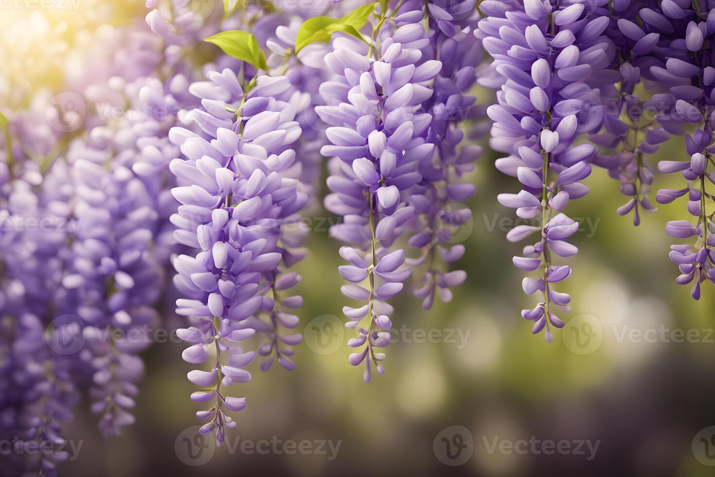 American wisteria flower bokeh background photo