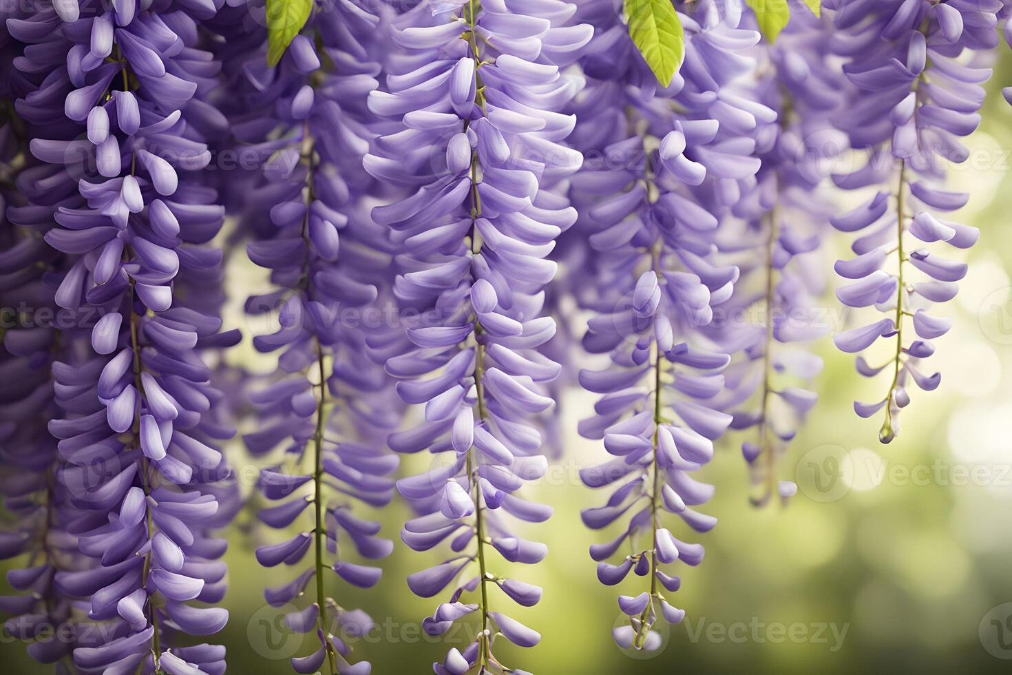 American wisteria flower bokeh background photo