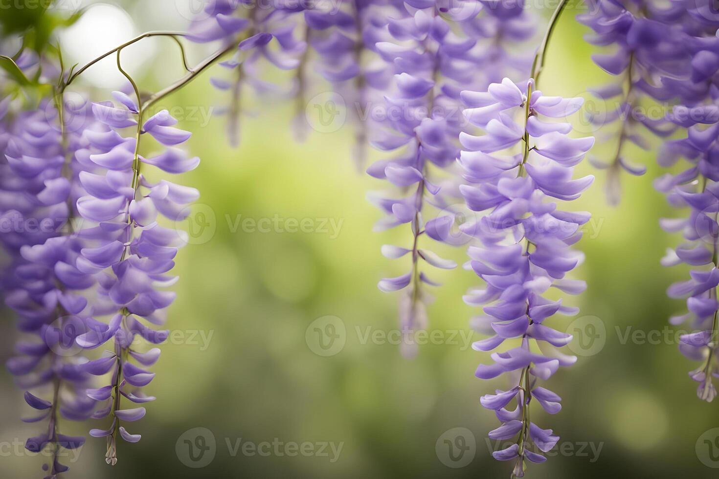 American wisteria flower bokeh background photo