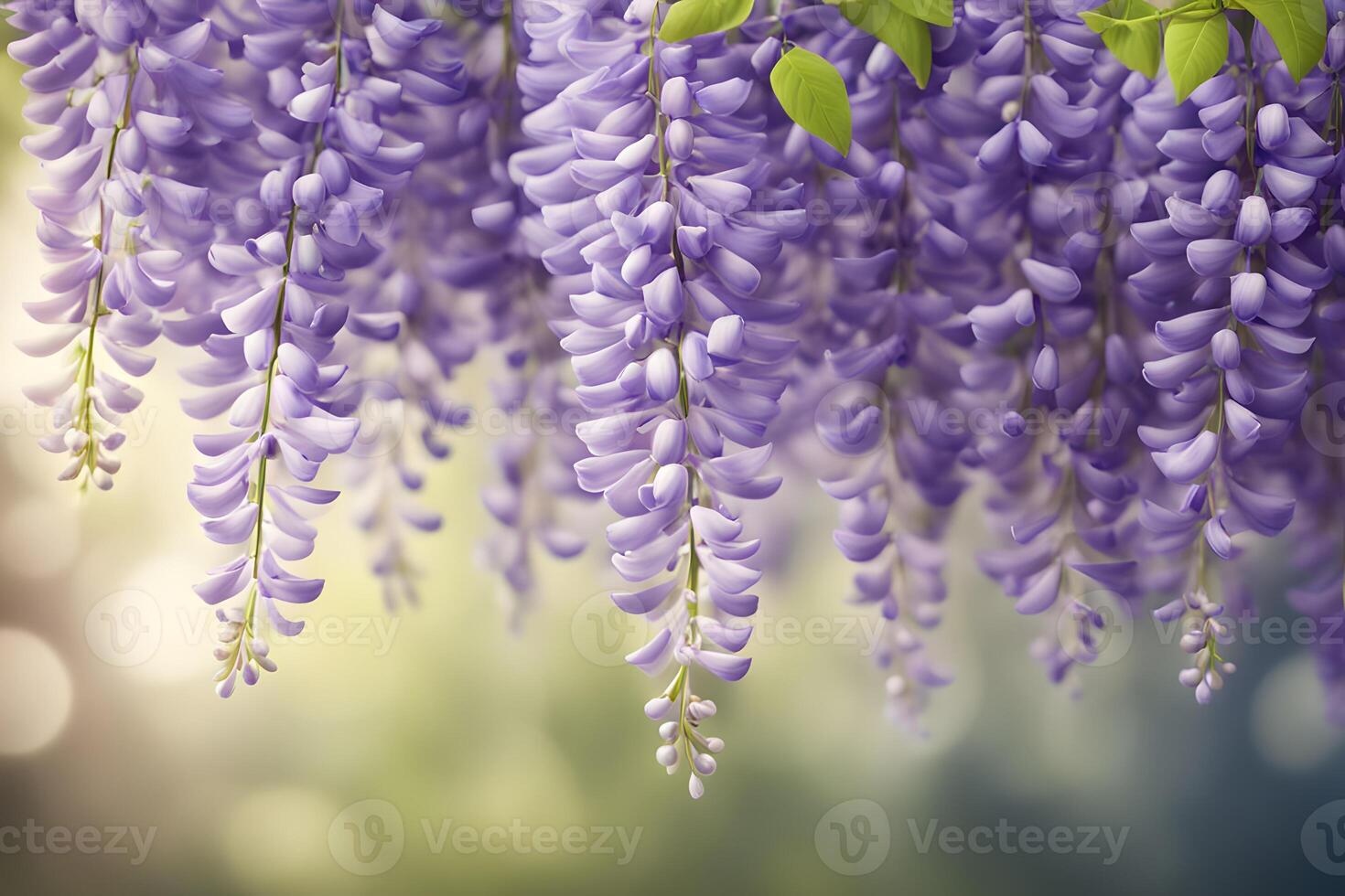 American wisteria flower bokeh background photo