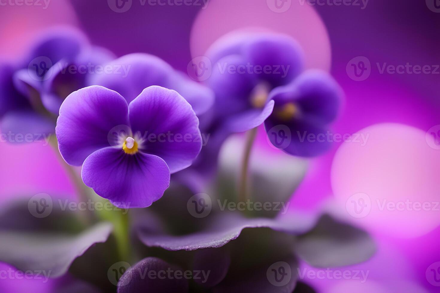 African violet flower bokeh background photo