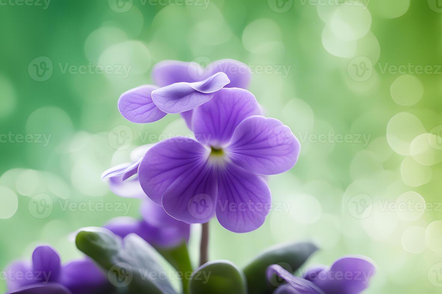 African violet flower bokeh background photo