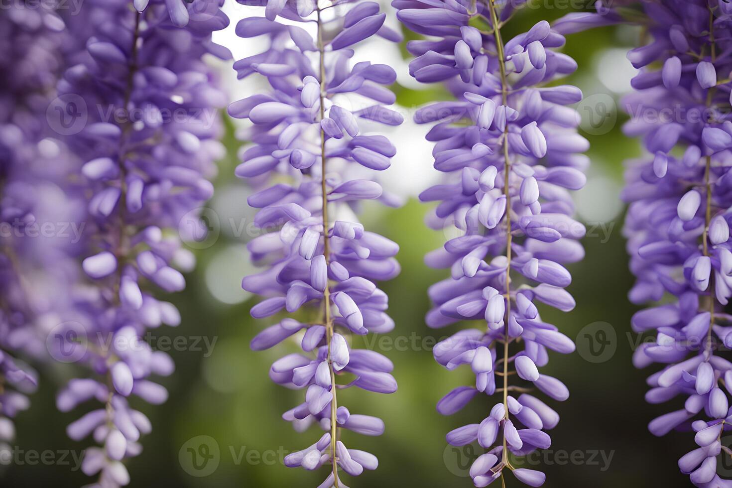 American wisteria flower bokeh background photo
