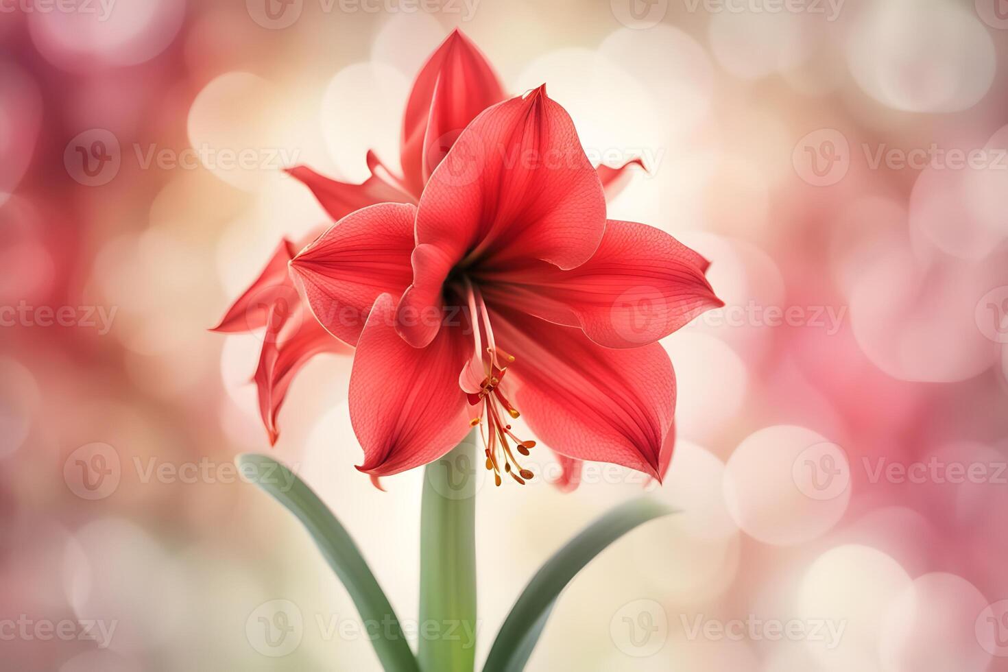 Amaryllis flower bokeh background photo