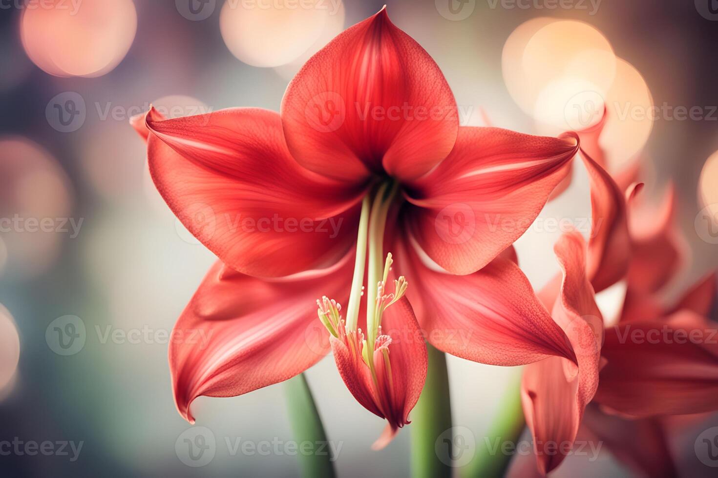 Amaryllis flower bokeh background photo