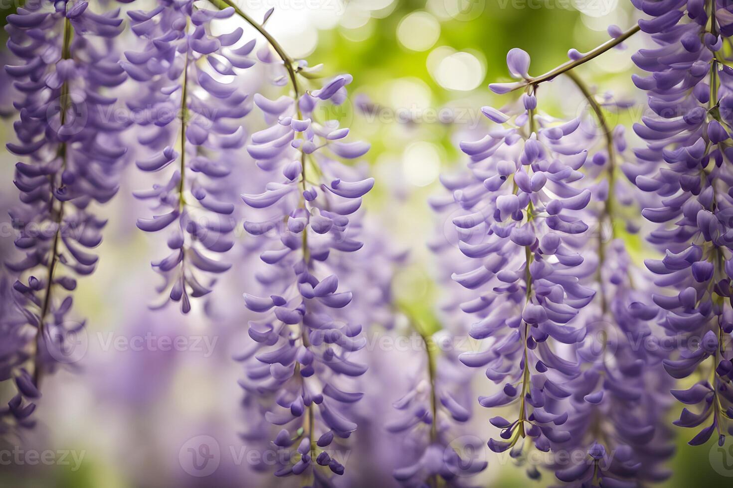 American wisteria flower bokeh background photo