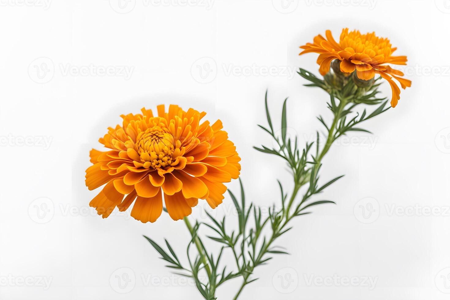 African marigold flower white background photo
