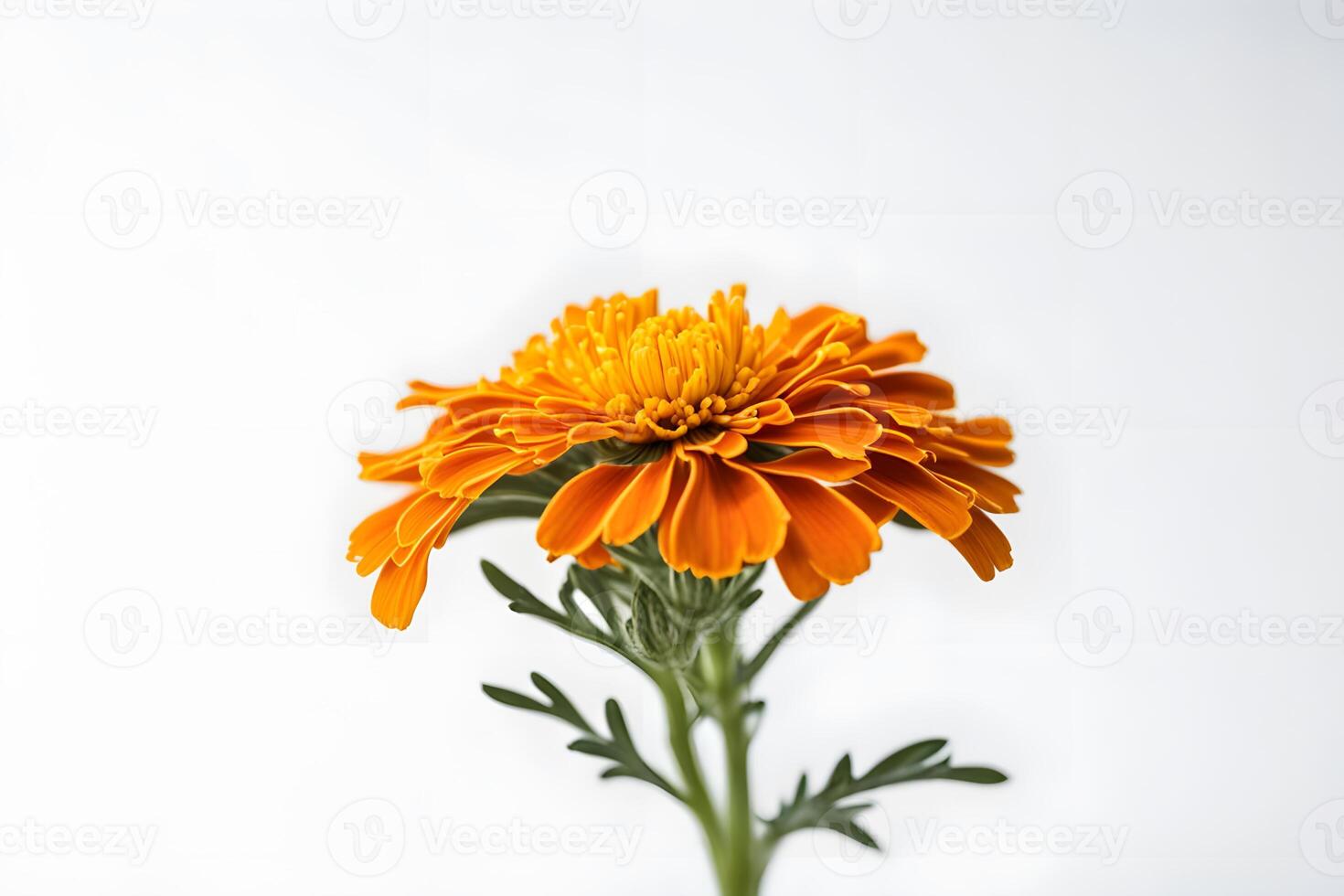 African marigold flower white background photo