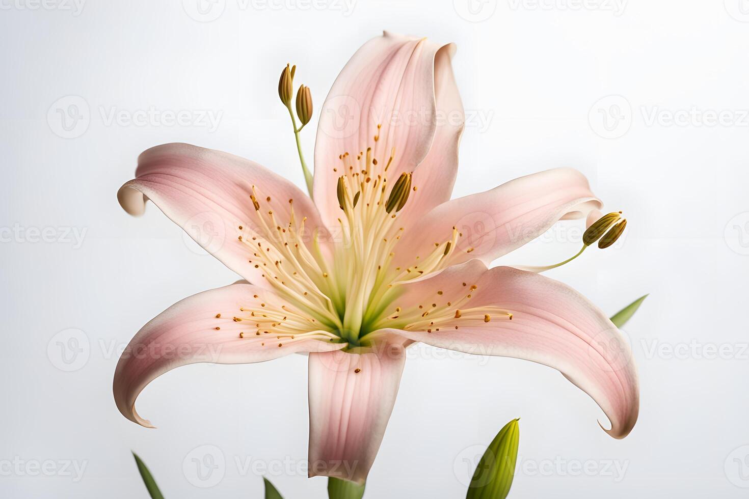 Belladonna lily flower white background photo