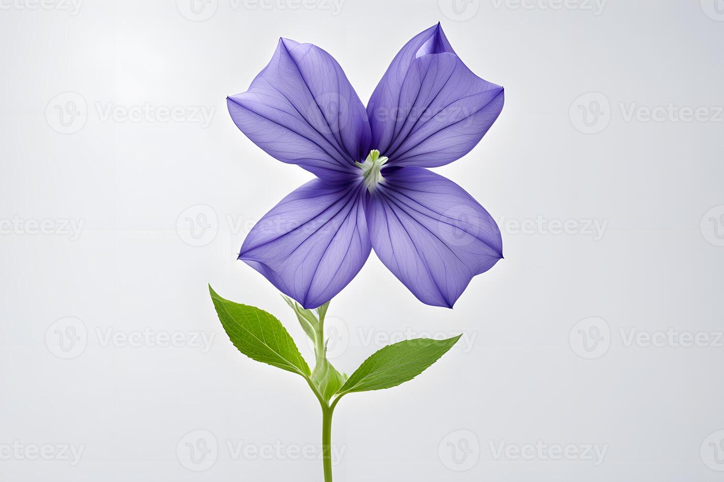 Balloon flower white background photo