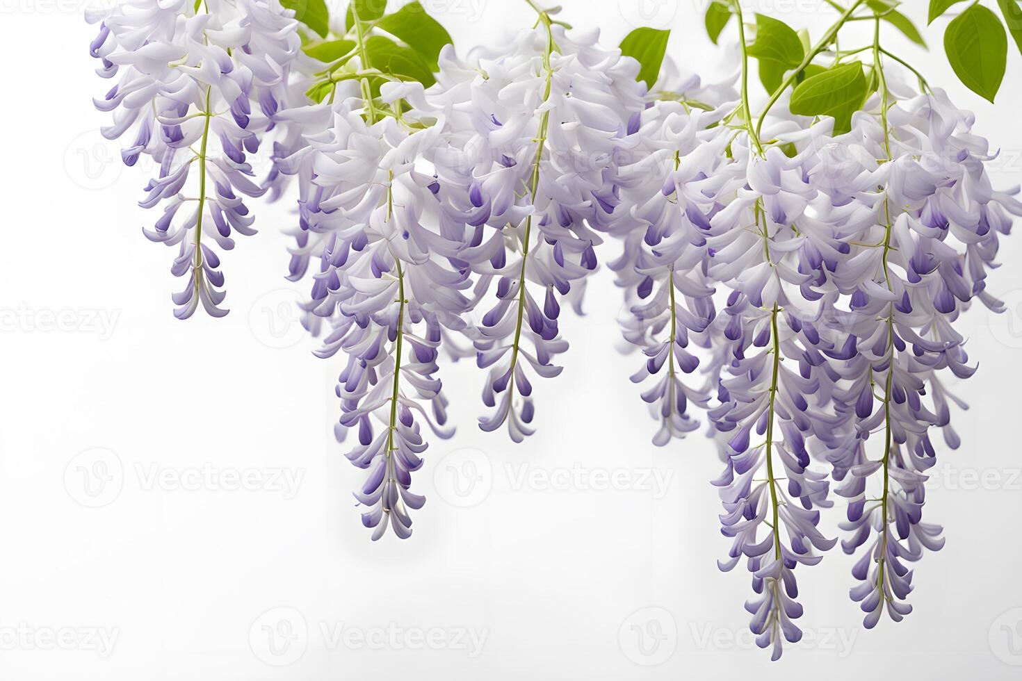 American wisteria flower white background photo