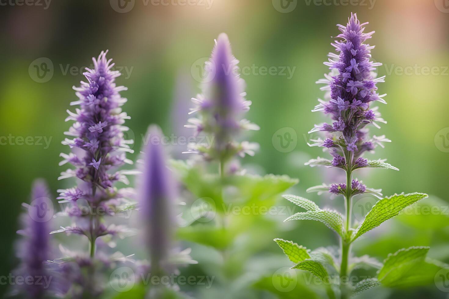 Anise hyssop field bokeh background photo