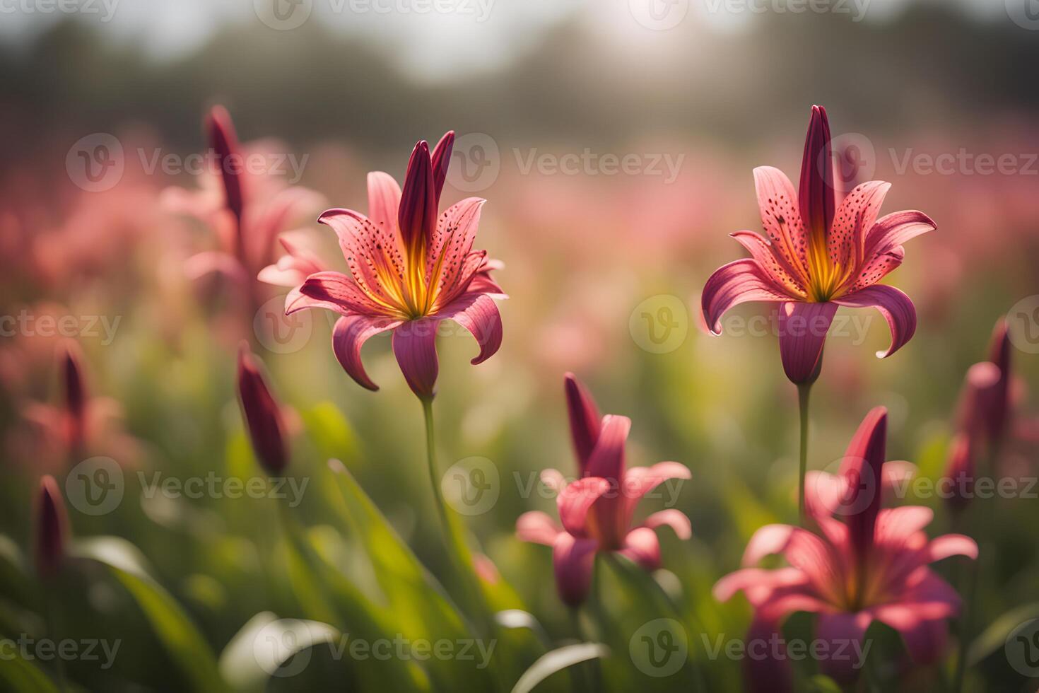 Aztec lily field bokeh background photo