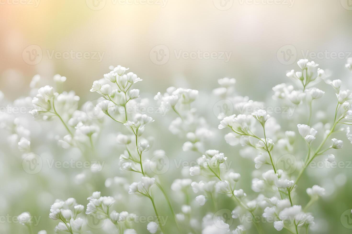 Babys breath flowers bokeh background photo