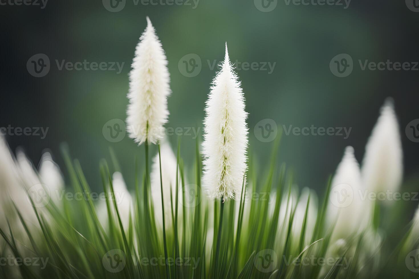 Bear grass bokeh background photo