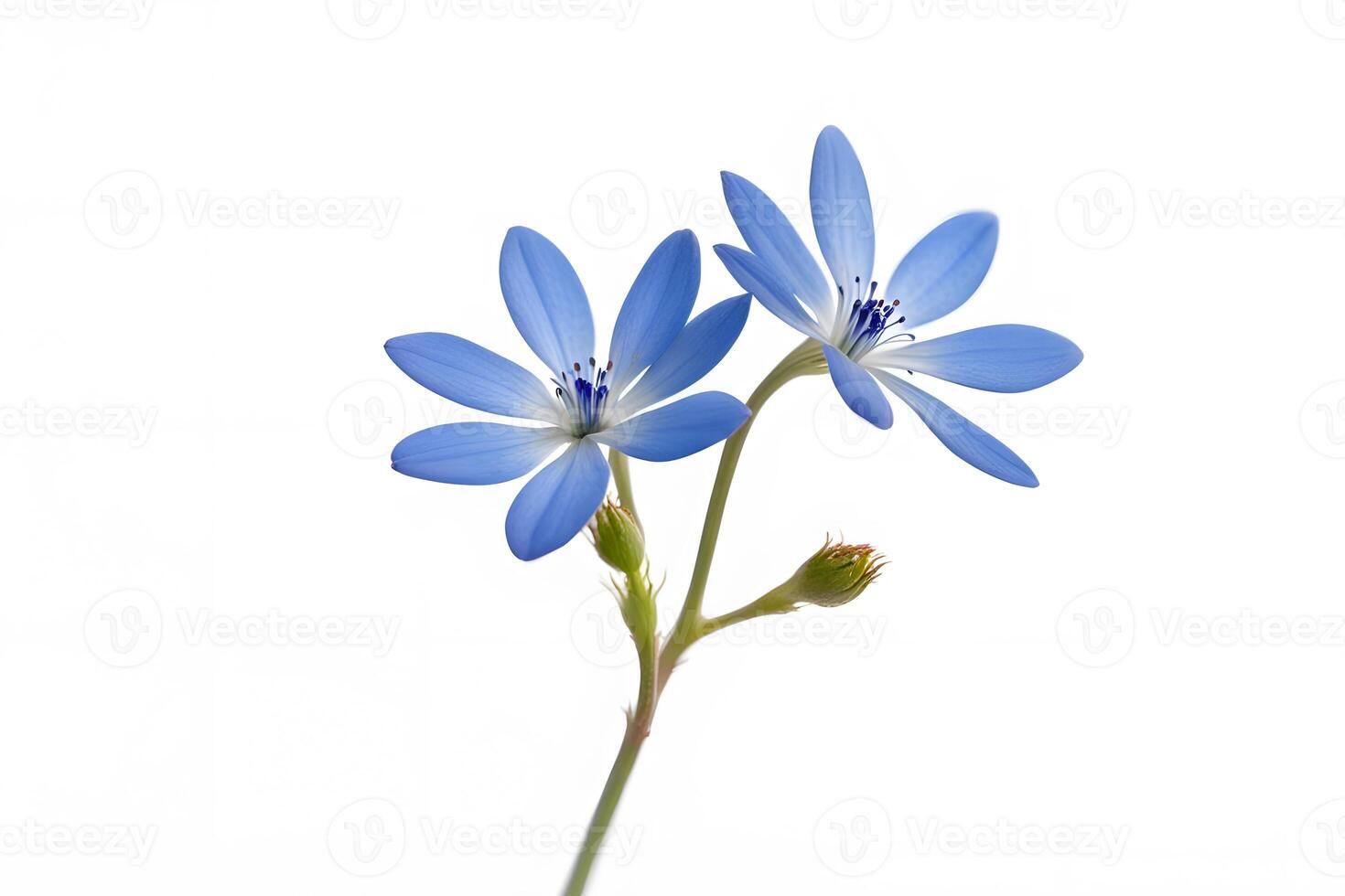 Bluet flower on white background photo