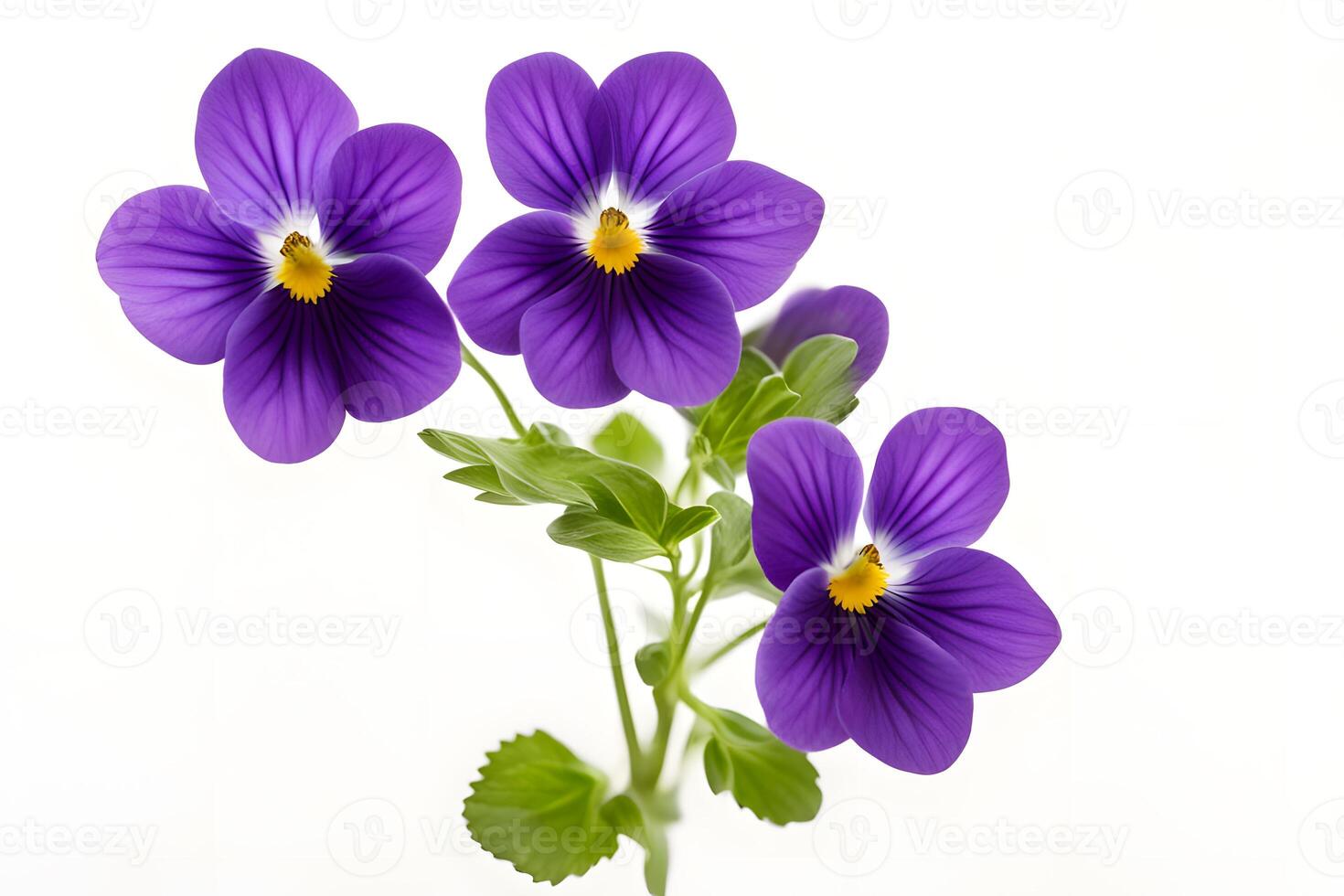 Canada violet flower white background photo